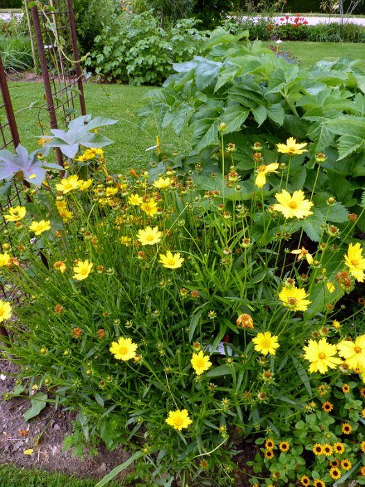 Coreopsis lanceolata (2)